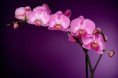 /album/fotogaleria/fototapeta-fialova-orchidea-85-jpg-large-jpg1/